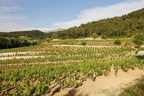 La vigne du château Simone