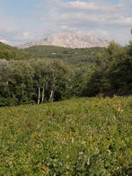 La vigne du château Simone