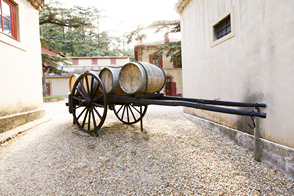 Le champs de vigne du château Simone