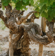 La vigne du château Simone