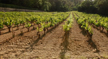 Le champs de vigne du château Simone