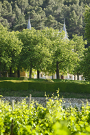 La vigne du château Simone