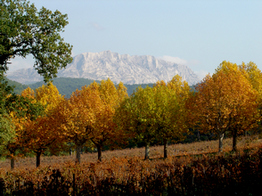 Le champs de vigne du château Simone