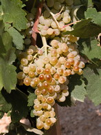 La vigne du château Simone