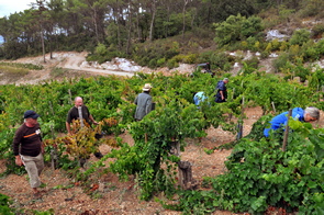 Le champs de vigne du château Simone